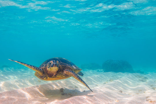 Hawaiian Green Sea Turtle cruising in the warm waters of the Pacific Ocean of Hawaii