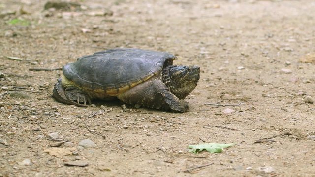 Common Snapping Turtle slowly walking on a dirt path.