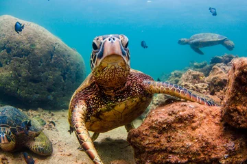 Stickers muraux Tortue Hawaiian Green Sea Turtle Croisière dans les eaux chaudes de l& 39 océan Pacifique à Hawaï