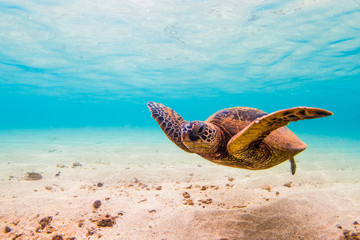 Obraz na płótnie Canvas Hawaiian Green Sea Turtle Cruising in the warm waters of the Pacific Ocean in Hawaii