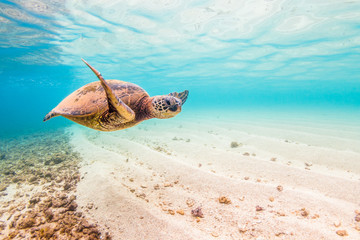 Naklejka premium Hawaiian Green Sea Turtle Cruising in the warm waters of the Pacific Ocean in Hawaii