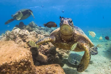 Photo sur Plexiglas Tortue Hawaiian Green Sea Turtle Cruising in the warm waters of the Pacific Ocean in Hawaii