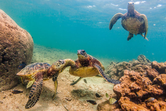 Hawaiian Green Sea Turtle Cruising in the warm waters of the Pacific Ocean in Hawaii