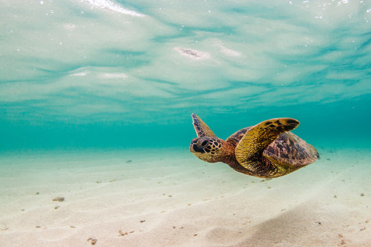 Hawaiian Green Sea Turtle Cruising in the warm waters of the Pacific Ocean in Hawaii