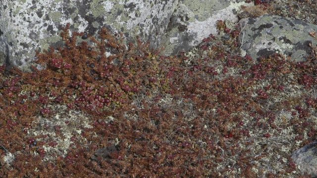 Plethora of crowberries in the Arctic tundra.