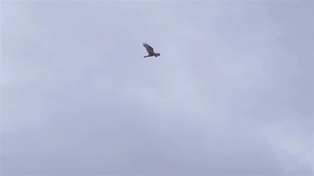 Eagle flying in slow Motion.