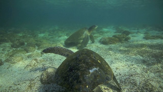 Galapagos green sea turtles swimming and relaxing underwater in enchanting low tide lagoon 