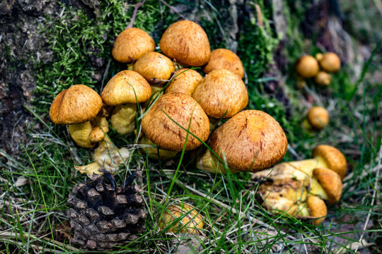 Leckere Pilze im Wald