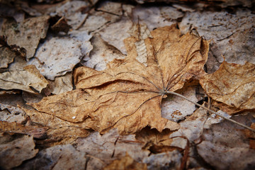 Dead leaves