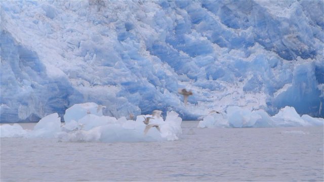 Seagulls flying around a glacier in Greenland.  Slow Motion