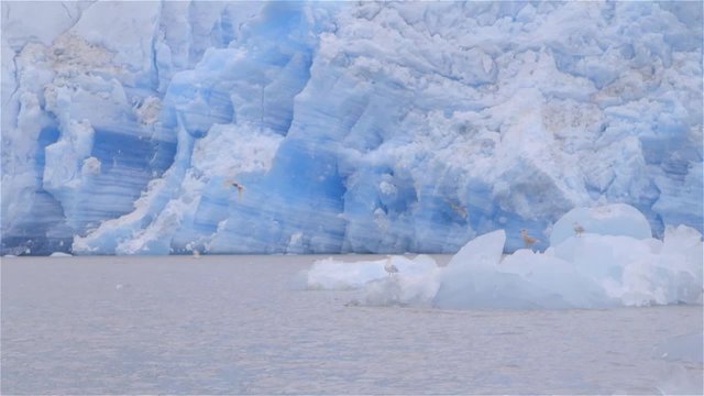 Seagulls perched on and flying around a glacier in Greenland. Slow Motion