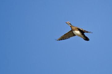 Female Wood Duck Flying in a Blue Sky