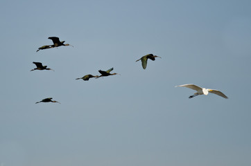Flock of White-faced Ibis Flying in a Blue Sky