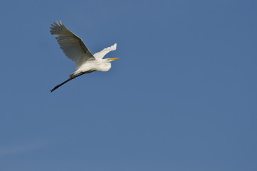 Great Egret Flying in a Blue Sky