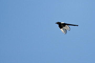 Black-billed Magpie Flying in a Blue Sky