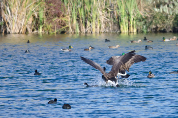 Pair of Canada Geese Landing in the Water