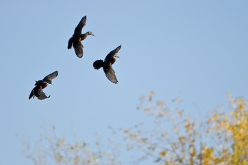 Three Wood Ducks Flying in a Blue Sky