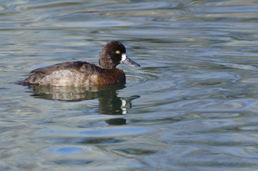 Female Scaup Duck Swimming in the Still Pond Waters
