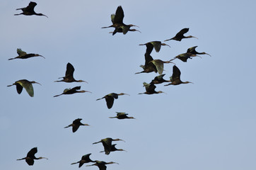 Flock of White-Faced Ibis Flying in a Blue Sky