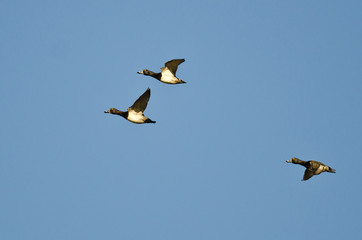 Three Ring-Necked Ducks Flying in a Blue Sky