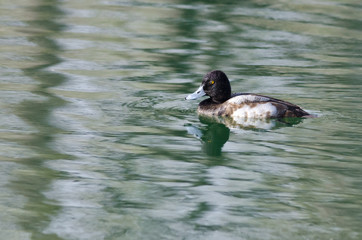 Male Scaup Swimming in the Green Pond