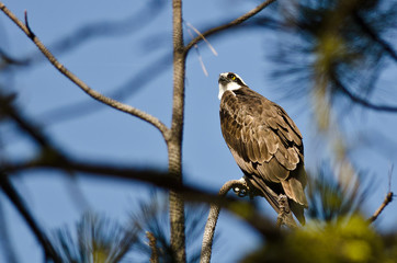 Osprey Perched High in the Tree