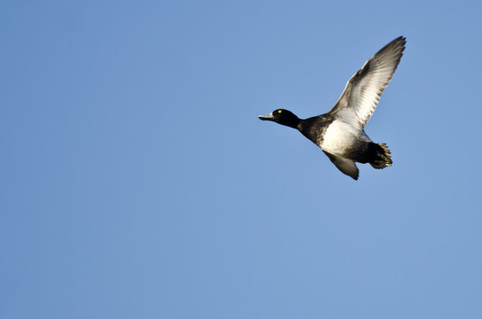 Male Lesser Scaup Flying in a Blue Sky