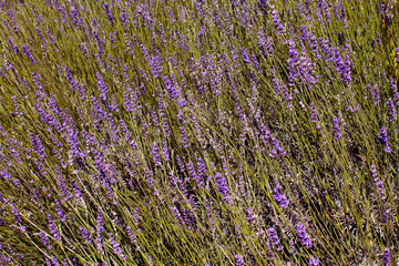 Lavender Field in the summer