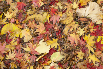 Maple tree leaves in autumn