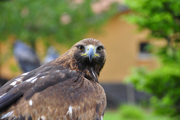 Hawk