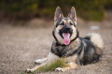 beautiful young Laika sits on dry grass with protruding tongue, Northern Russia and Russian Siberia
