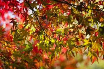 Maple tree leaves in autumn