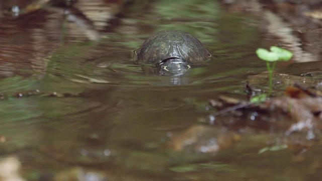 Mud Turtle walking through some__shallow water.
