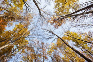 autumn forest