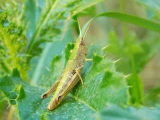 Grasshopper on leaf