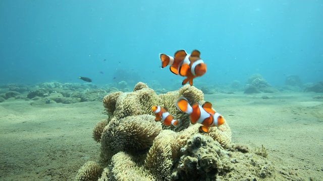 Bright orange anemonefish or clownfish sheltering in anemone underwater off the coast of Negros Island, Philippines