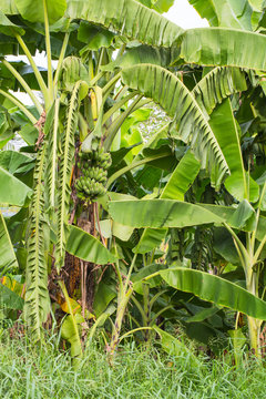 the image of banana tree