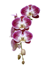 Obraz premium Flower