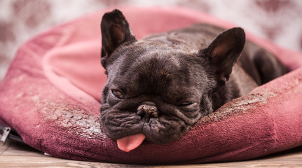 french bulldog relaxing