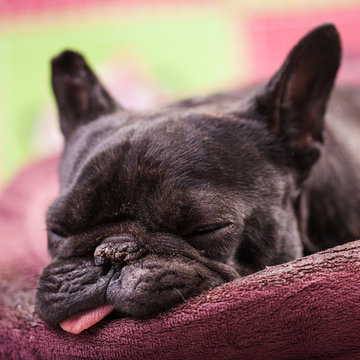 french bulldog relaxing