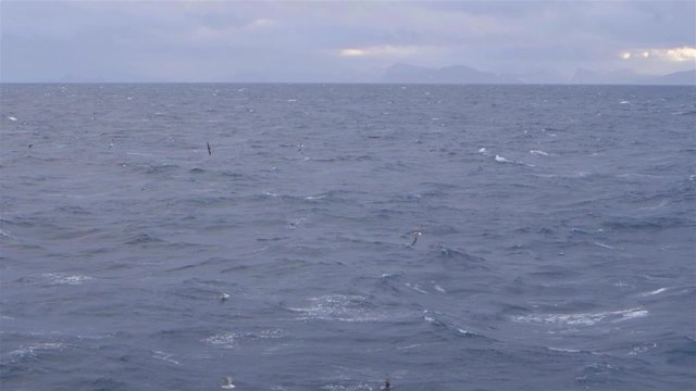 Ocean landscape of seagulls flying around. Slow Motion