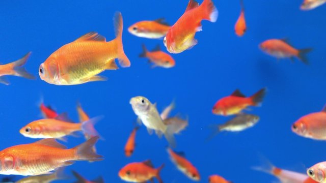 A close up shot of gold fish in a fish tank.	