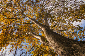 Bark detail of Plane tree