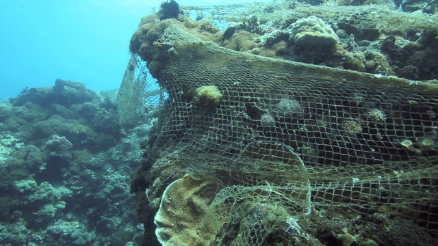  Hazard to marine life, old fishing net caught on coral reef underwater at Panglao Island, Philippines
