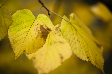 autumnal leaves of lime tree,