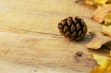 Çam kozası © mescioglu