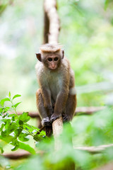 Young Toque macaque monkey