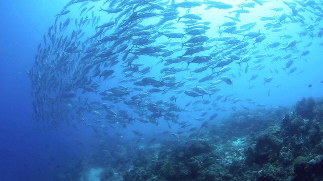 School of big eye trevally swimming in tight formation underwater at Balicasag Island, Philippines 