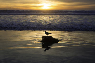 seagull on shore at sunset