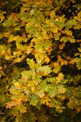 Detail of oak leaves in Autumn
